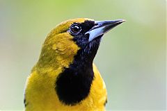 Jamaican Oriole